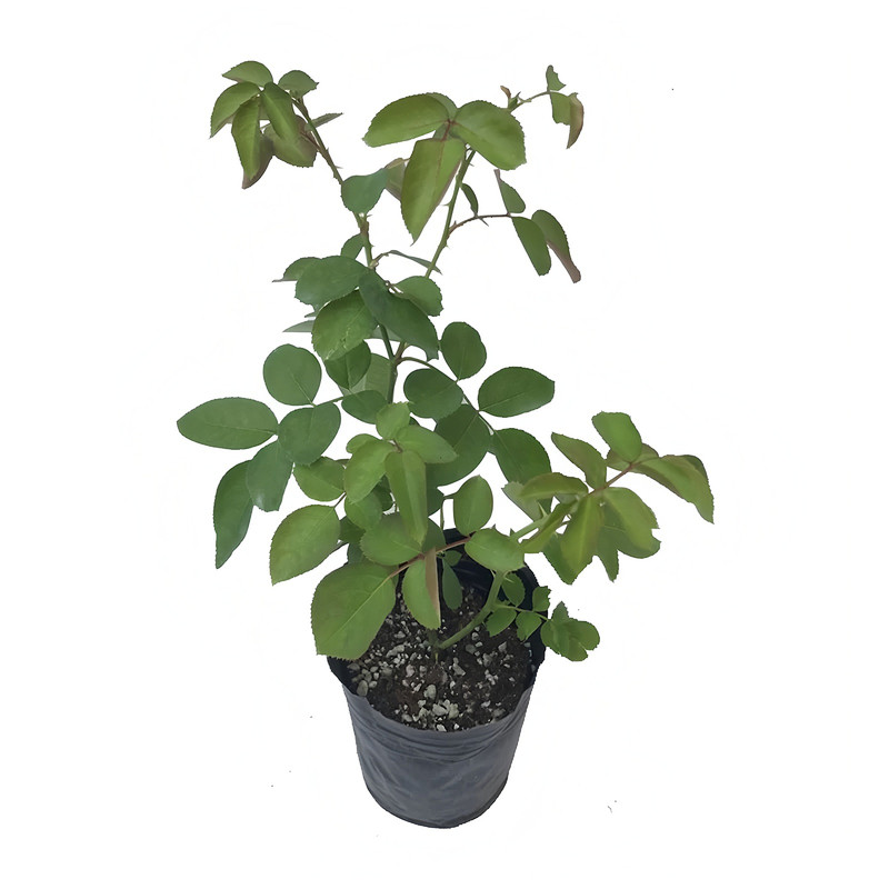 黄色木香花苗爬藤植物七里香盆栽