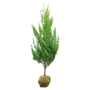 柏树树苗松柏侧柏扁柏塔柏树苗大圆柏松树宝塔松龙柏苗四季青带土