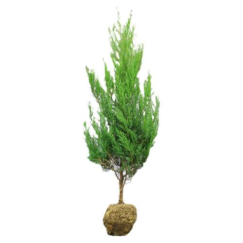 柏树树苗松柏侧柏扁柏塔柏树苗大圆柏松树宝塔松龙柏苗四季青带土