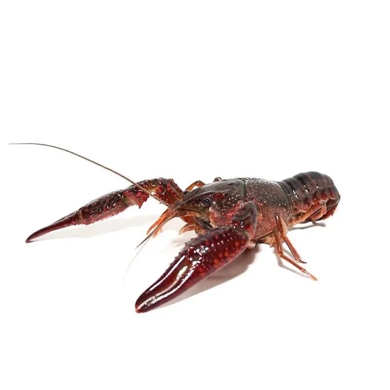 【活虾】3斤789钱湖北小龙虾活虾