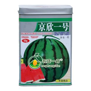 耐重茬抗病西瓜种籽孑圆形高产早熟京欣大果西瓜种子红瓤少子耐运