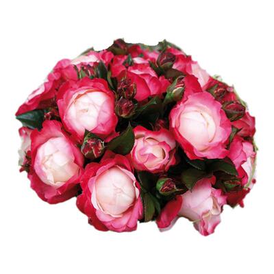 老园丁灌木月季盆栽花卉庭院植物