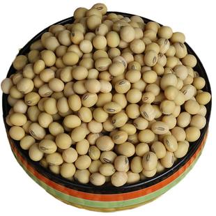 当季土黄豆黑肚脐打豆浆专用土老品种农家自种做豆腐大粒椭圆非转