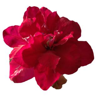 伟伟园艺 重瓣铁线莲 夏尔曼 皇帝 网红植物 人气热销阳台爬藤盆