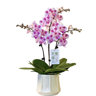 【多花剑】蝴蝶兰盆栽带花苞名贵花卉秋冬室内四季开花好养