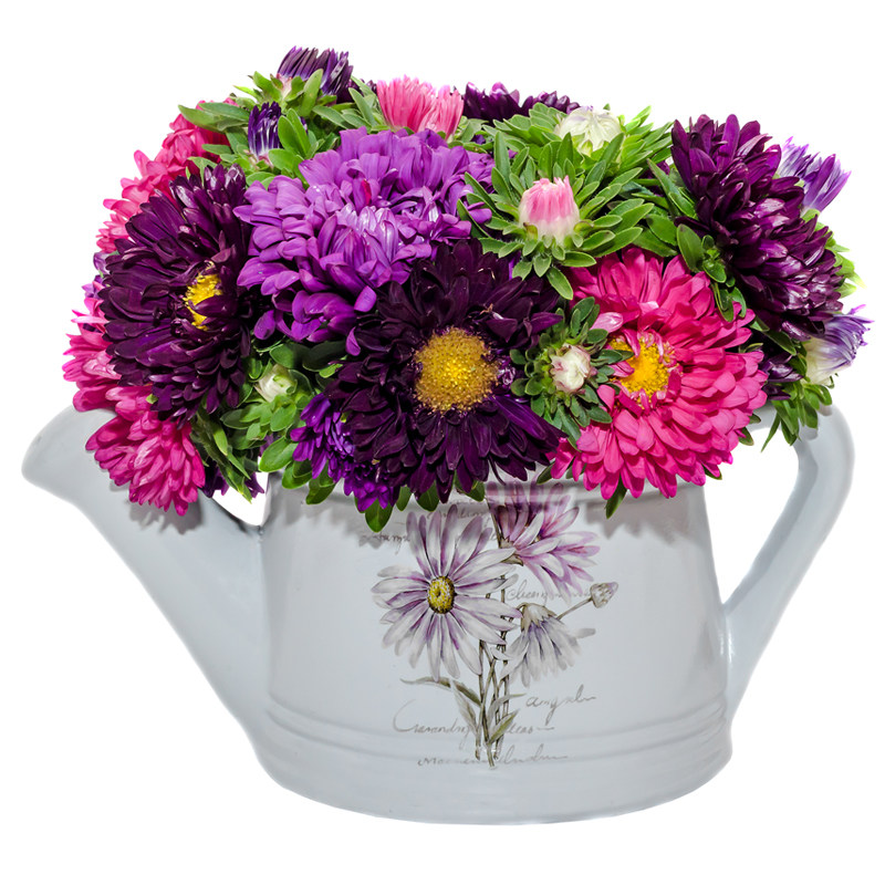 菊花种子混色翠菊盆栽阳台花卉植物凤仙花波斯菊太阳花四季种易活