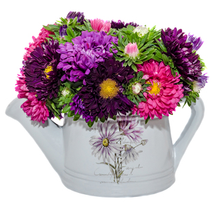 菊花种子混色翠菊盆栽阳台花卉植物凤仙花波斯菊太阳花四季种易活