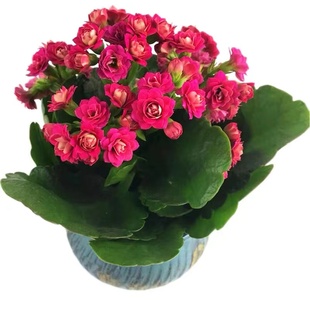 水梅花苗重瓣非洲重瓣凤仙花盆栽阳台花卉多年生四季开花带花发货