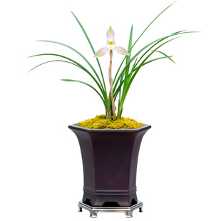 春兰云粉栖兰花苗名贵盆栽花卉植物室内客厅好养不带花苞精品细叶