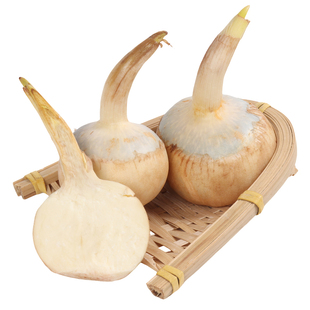 广西茨菇 新鲜白茨菇 白马蹄 茨菰 鲜慈姑 大个白菇慈菇 时令蔬菜