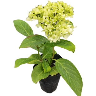 3.进口大花绣球牵牛星集鲜溅露娜妖吻雅姬组合套餐花苗植物盆栽