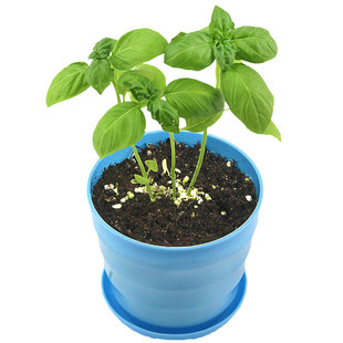 可食用九层塔种子种籽苗紫罗勒阳台四季盆栽金不换香草九成塔孑叶