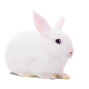 兔子活物肉兔公母一对巨型小白兔活体宠物家兔幼崽肉兔子苗月月兔