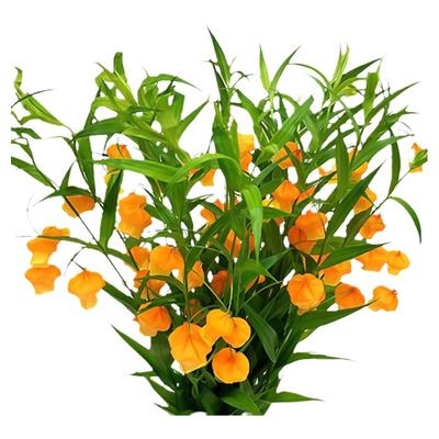 种花王大爷宫灯百合进口秋季开花