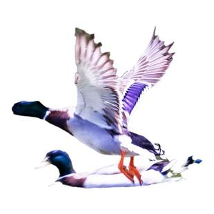 2年有机认证老鸭土鸭公鸭飞鸭绿头鸭 水鸭散养鸭放养鸭