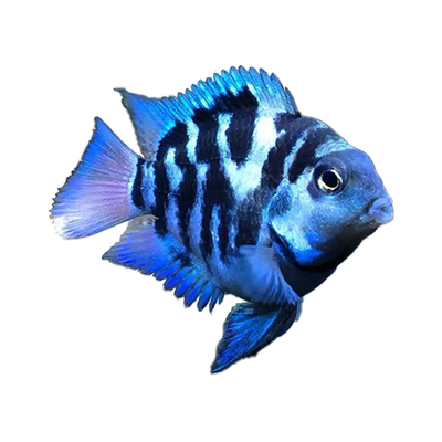 迷你鹦鹉热带鱼观赏鱼白金鹦鹉