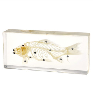 真实海洋生物标本章鱼海星乌龟河虾乌贼小龙虾寄居蟹螃蟹神仙鱼等