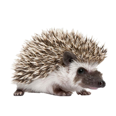 非洲迷你刺猬活体宠物幼崽宝宝送笼子已打疫苗包健康纯种自家繁殖