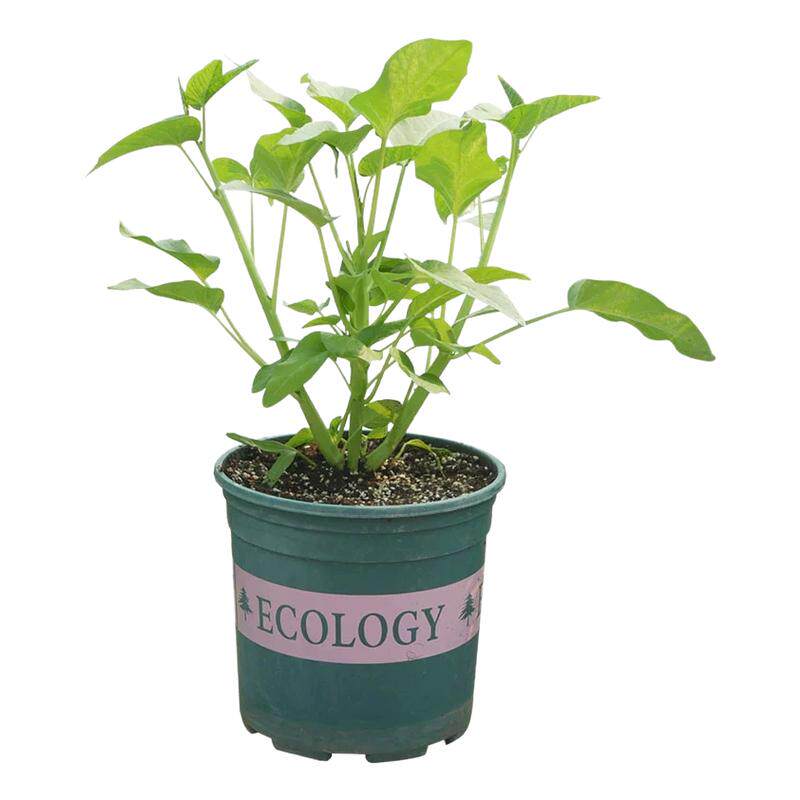 三叉菜空心菜种子种籽孑苗四季菜苗水上种植蔬菜菜籽菜种籽种带根