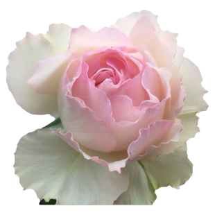 佩尔朱克月季花苗粉色多头丰花月季小苗阳台盆栽浓香花卉多季开花