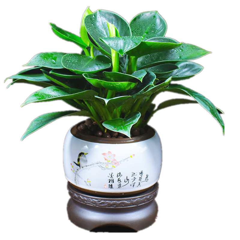 绿公主盆栽招财好养植物净化空气