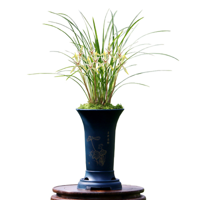 翁源兰花老种正品春兰小龙女带花