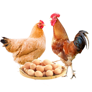 杨博士皖南土鸡正宗散养老母鸡新鲜整只草鸡笨鸡柴鸡走地鸡现杀