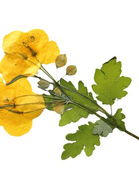 樱花双枝书签花瓣妆压花台灯材料