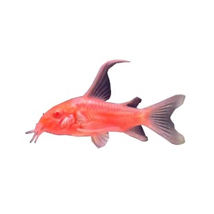 粉红鼠鱼黄金大帆胡子24k工具鱼清洁除藻清道夫水族清洁工清洁鱼