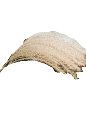 天然橱窗麦穗永生花束婚庆道具