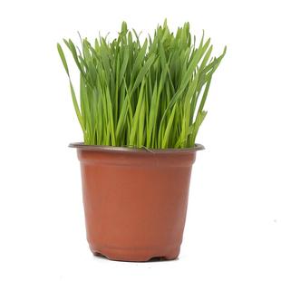 猫草盆栽已长好化毛球小麦种植水培营养土种子自种即食无土栽培