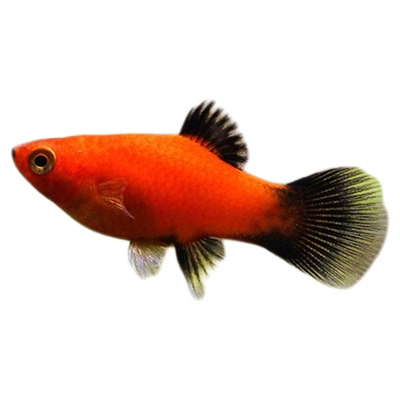 黑尾月光鱼热带淡水鱼