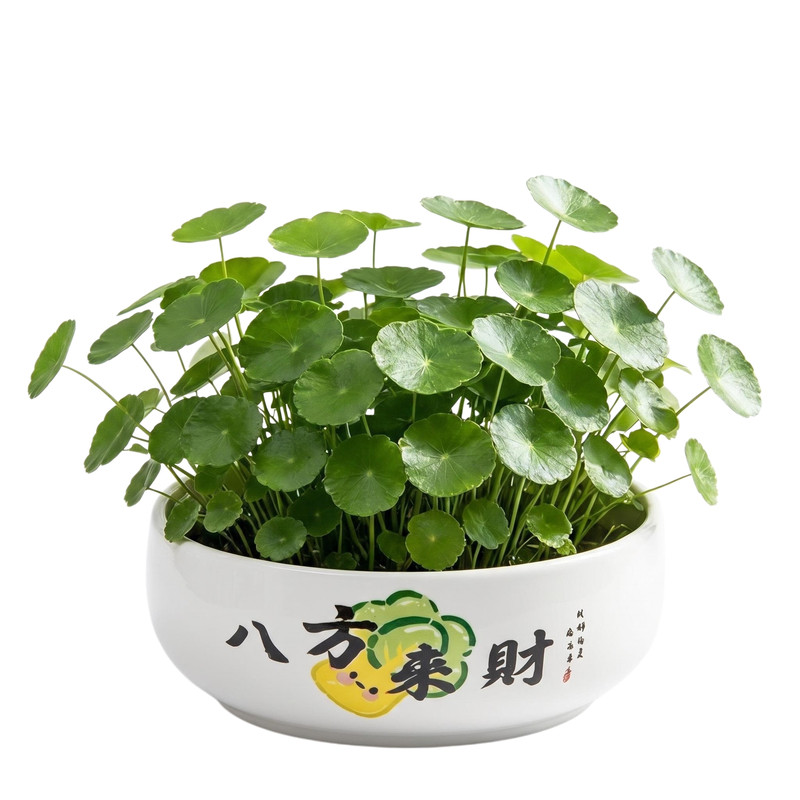 铜钱草花盆陶瓷大号无孔水仙专用一叶莲碗莲盆桌面大口径水培花盆