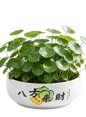 陶瓷无孔大口径水培花盆