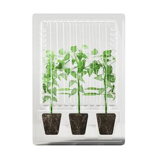 史丹利沙瓤西红柿秧苗普罗旺斯番茄种子孑圣女果籽盆栽蔬菜苗大全