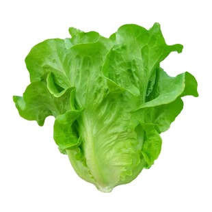 生菜种子罗马奶油意大利生菜王紫叶四季盆栽阳台蔬菜籽秋冬季大全