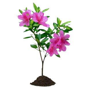 毛鹃毛杜鹃小苗映山红树苗庭院绿化苗木四季常青耐寒花苗夏鹃毛娟