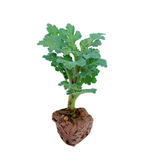 非洲菊花热恋花苗扶郎花大苗高杆大花室内阳台盆栽花卉原生培养盆