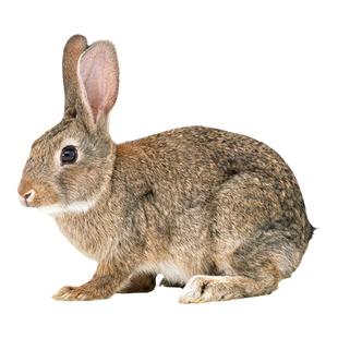 兔腿肉生鲜兔腿冷冻新鲜后腿肉兔后腿新鲜兔后腿冷冻下单现杀兔肉