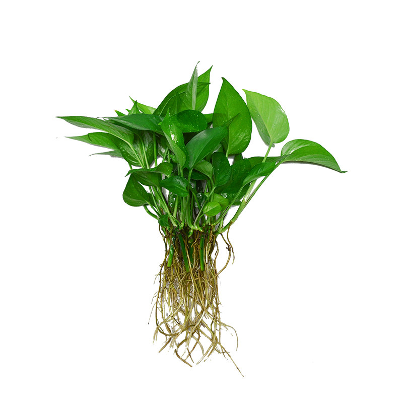 水培绿萝苗植物水养花卉四季水生花草净化空气单株绿萝苗发财树