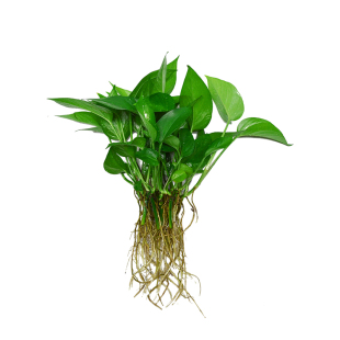 水培绿萝苗植物水养花卉四季水生花草净化空气单株绿萝苗发财树