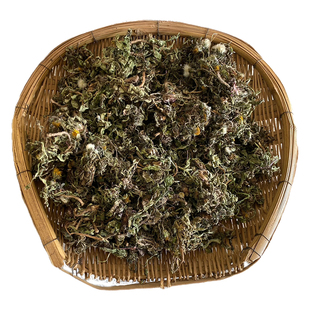 2025年新货大别山纯野生蒲公英根茶正品非特级中药材散装整株干货