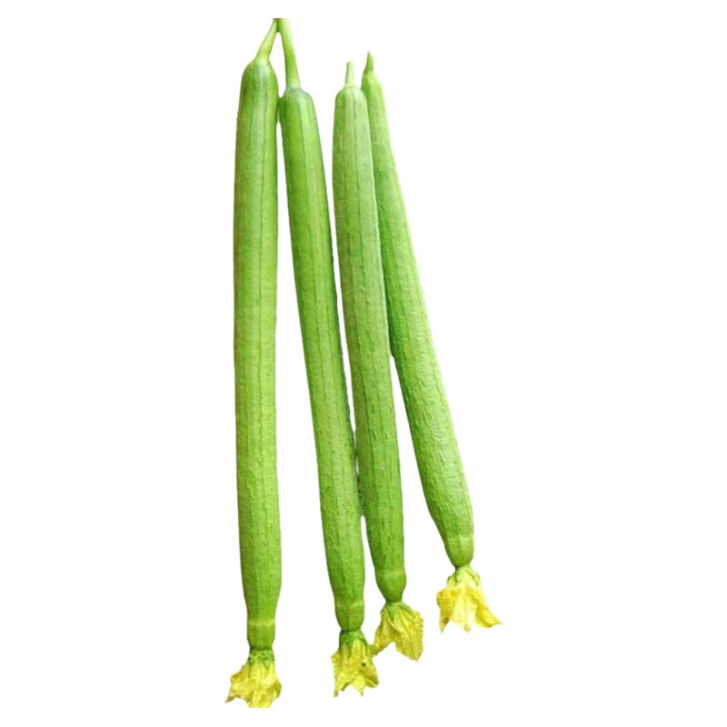 早熟肉丝瓜苗秧长香丝瓜种籽子孑清香阳台庭院蔬菜种子丝瓜苗秧苗