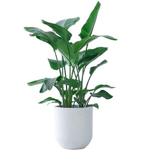 天堂鸟绿植盆栽客厅办公室内大型旺宅大叶植物四季花卉去甲醛新房
