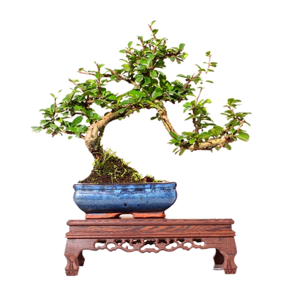 2026精品盆景老桩福建茶雀梅榆树罗汉松九里香胡椒木白蜡山橘黄杨