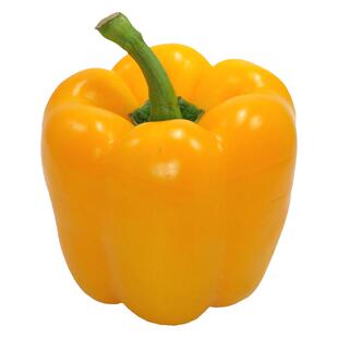 蔬菜秧苗黄色甜椒苗子黄色绿色辣椒菜苗四季灯笼椒苗子阳台田秧苗
