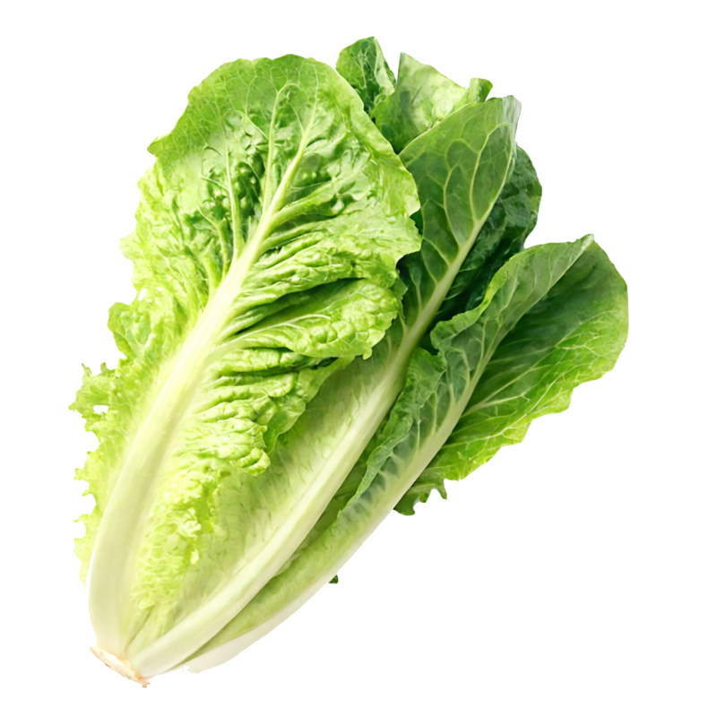 山东寿光直立生菜秧苗带土球四季甜脆好吃奶油大速意大利生菜种子