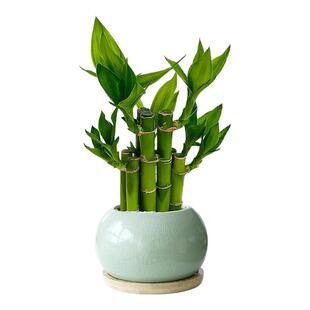 富贵竹盆栽室内客厅招财节节高绿植办公室桌面文昌竹带根好养植物