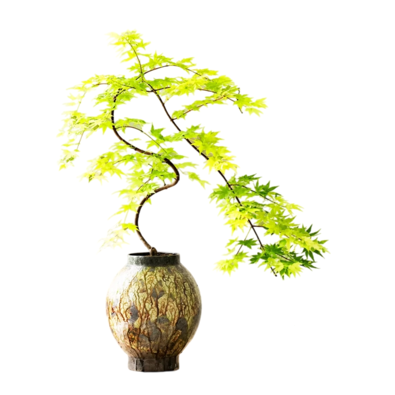 流泉枫鸡爪槭盆栽飘枝造型垂枝枫书房桌面耐寒好养绿植盆景