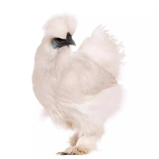 正宗泰和乌鸡原种乌骨鸡五谷林下散养整只活乌鸡生鲜白凤乌鸡活体